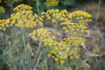 Dill plant and flower as agricultural background