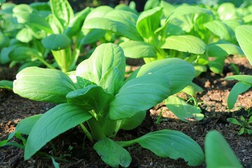 Lettuce leaf vegetables planted in the field there is a worm drilling. Nature and food background concept.