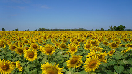 Beautiful sunflower field on a sunny day with blue sky