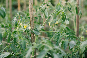 Young tomato plant in open ground in vegetable garden Vegetable growing