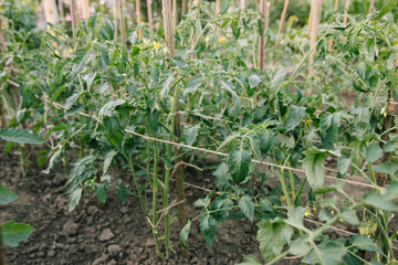 Young tomato plant in open ground in vegetable garden Vegetable growing