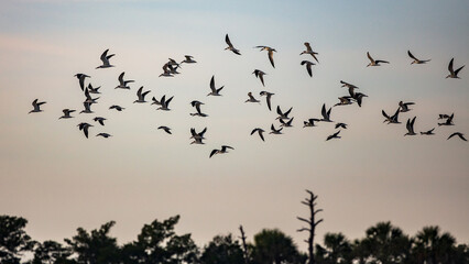 Black Skimmers on Gulf of Mexico