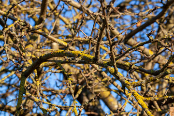 tree branches against the blue sky
