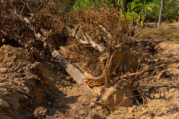 Dig  a tree  root  Fallen tree. Torn tree root. a torn tree with roots from under the ground lies on the ground in leaves. trees are getting brutally killed and torned apart trashing the roots, branch