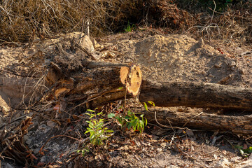 Dig  a tree  root  Fallen tree. Torn tree root. a torn tree with roots from under the ground lies on the ground in leaves. trees are getting brutally killed and torned apart trashing the roots, branch