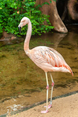 The American flamingo, Phoenicopterus ruber is a large species of flamingo, also known as the Caribbean flamingo in the brazilian zoo