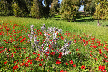 Anemones spring flowering. Wild red flowers bloom among green grass and trees on the meadow. Thistle dry plant with sharp prickles grows like a contrast. Magnificent landscape in the South of Israel