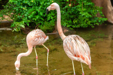 The American flamingo, Phoenicopterus ruber is a large species of flamingo, also known as the Caribbean flamingo in the brazilian zoo
