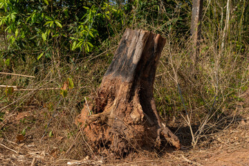 Dig  a tree  root  Fallen tree. Torn tree root. a torn tree with roots from under the ground lies on the ground in leaves. trees are getting brutally killed and torned apart trashing the roots, branch