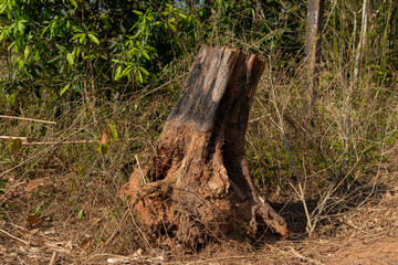 Fototapeta na wymiar Dig a tree root Fallen tree. Torn tree root. a torn tree with roots from under the ground lies on the ground in leaves. trees are getting brutally killed and torned apart trashing the roots, branch