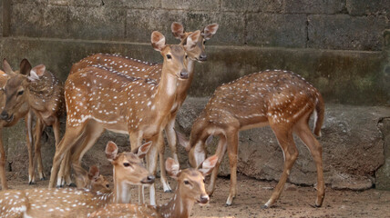 Chital Spotted Deer The chital also known as spotted deer. The point is the herd of deer