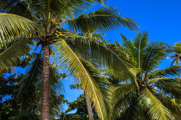 Coconut plantation in the north coast of Bahia, in the northeastern region of Brazil