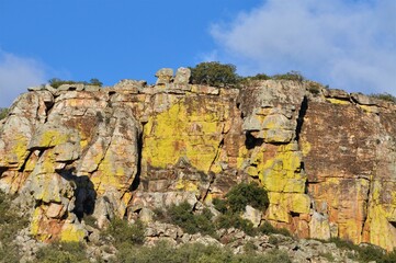 Liquen amarillo sobre rocas