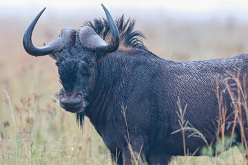 Black-wildebeest, South Africa