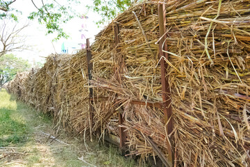 Sugarcane transport cart with full load of sugarcane harvest ready to be milled into sugar.