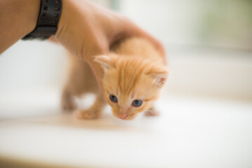 very small kittens who have recently opened their eyes