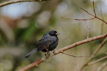 blackbird on a branch
