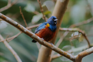blue and yellow macaw