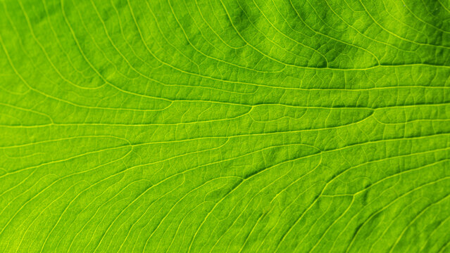 Closeup green leaf texture. Nature greenery pattern