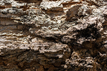 Closeup rough bark texture on natural background.