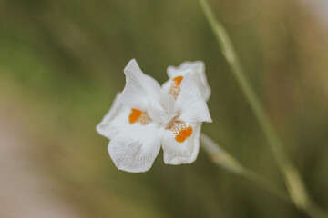 white butterfly on a flower