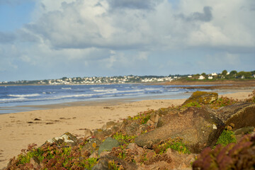 Plants on the french beach. Brown sand and blue sea water in front of Breton small town. France, Brittany, Mesperleuc.
