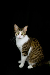 Fototapeta na wymiar pet cat adopted at home on black background