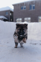 puppy in snow