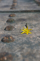 Kleine Blume auf Stahl