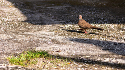 Dove walking for food on concrete road with morning sunlight.