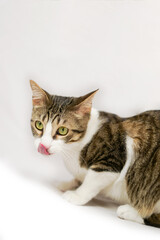 pet cat adopted at home on white background