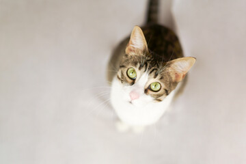 pet cat adopted at home on white background