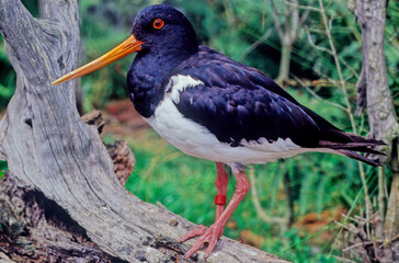 Oystercatcher