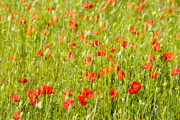 champ de coquelicots