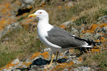 goeland