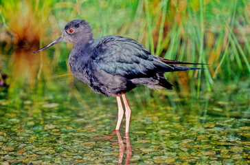 Black stilt