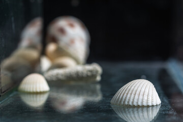 White cockles on nature dark background.