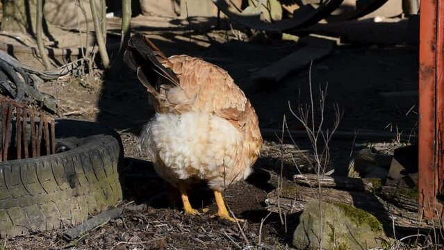 Domestic chicken scratch ground on messy rural farmyard