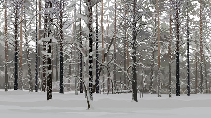 background of gray winter snowy pine forest