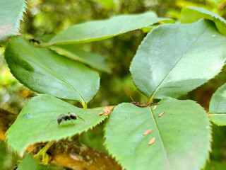 green caterpillar on leaf