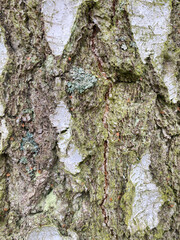 tree texture