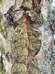 texture