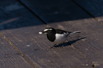 パンくずを発見したセグロセキレイ