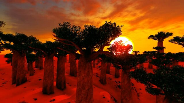 Baobab Trees Forest, Time Lapse at Twilight, Famous Avenue of the Baobabs in Madagascar, Africa