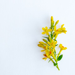 Tender cute twig with yellow spring flowers isolated on white background