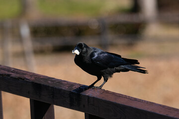 パンくずをくわえたカラス