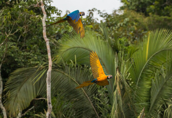 blue and yellow macaw (Ara ararauna) in flight in peruvian amazon
