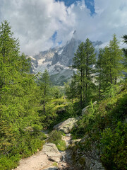 Fototapeta na wymiar Forest near Chamonix in the heart of the French Alps