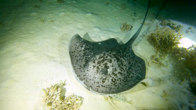 Large blackspotted stingray underwater feeding on sandy sea bed