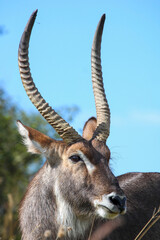 Waterbuck Bull, Pilanesberg National Park